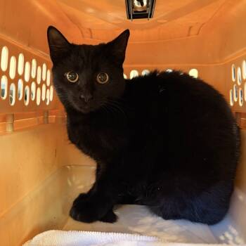 Rescue Domestic Medium Hair Cats for Adoption in Lynchburg, Virginia - Eloise | PetCurious