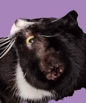 Rescue Domestic Short Hair Cats for Adoption in Savannah, Georgia - Annabelle | PetCurious