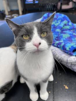 Valentina - CHOW HOUND -  Domestic Short Hair Cat for Adoption in Grand Rapids, Michigan - Valentina - CHOW HOUND | PetCurious