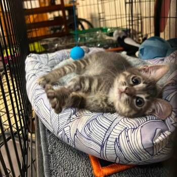 Sylvester -  Tabby and Domestic Short Hair Cat for Adoption in Newark, New Jersey - Sylvester | PetCurious