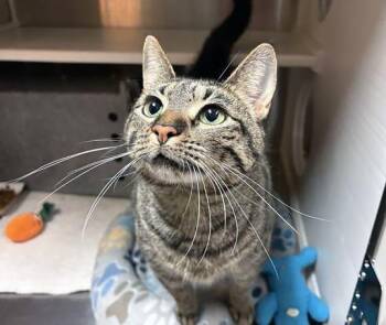 Domestic Short Hair Cats Available for Adoption in Nashville, Tennessee - Beyonce | PetCurious