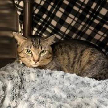 Milo -  Domestic Short Hair Cat for Adoption in Las Vegas, Nevada - Milo | PetCurious