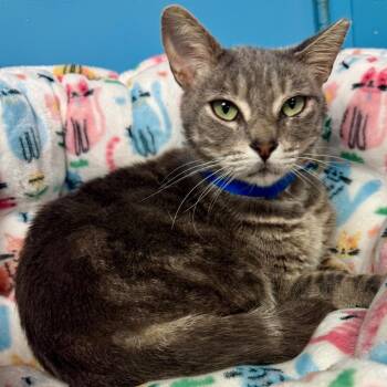 Jackson -  Domestic Short Hair Cat for Adoption in Lakeland, Florida - Jackson | PetCurious