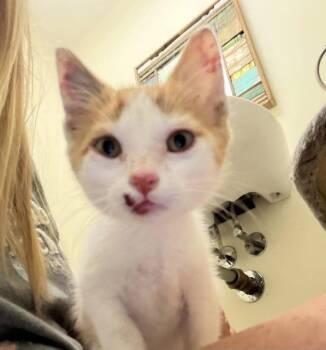 Cheesie -  American Shorthair Cat for Adoption in Panama City, Florida - Cheesie | PetCurious