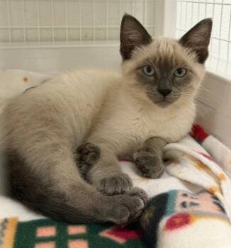 26-41 Sherlock -  Domestic Short Hair Cat for Adoption in St. Helens, Oregon - 26-41 Sherlock | PetCurious