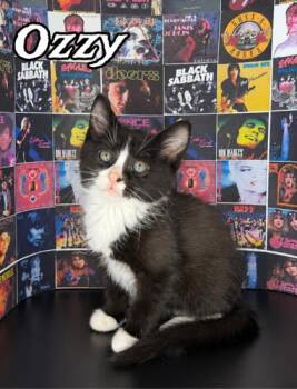 Ozzie -  Domestic Medium Hair and Domestic Short Hair Cat for Adoption in Morton Grove, Illinois - Ozzie | PetCurious