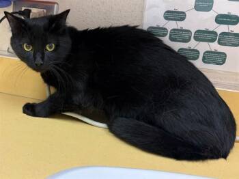 SPUNKY -  Domestic Short Hair Cat for Adoption in Colorado Springs, Colorado - SPUNKY | PetCurious