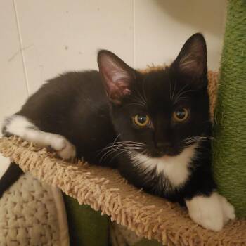 Hodge -  Domestic Short Hair Cat for Adoption - Hodge | PetCurious