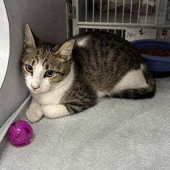 WILLIE -  Domestic Short Hair Cat for Adoption in Buchanan Dam, Texas - WILLIE | PetCurious