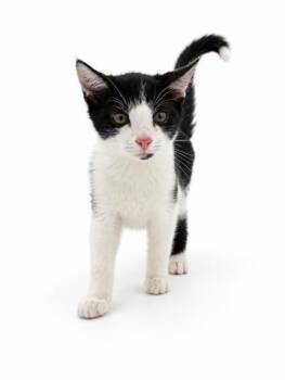 Almond -  Domestic Short Hair Cat for Adoption in Bowling Green, Kentucky - Almond | PetCurious