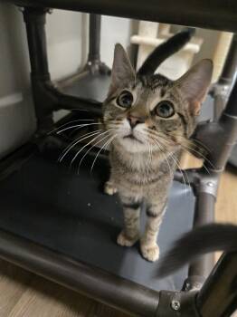 Mushroom -  Tabby Cat for Adoption in Richmond, Kentucky - Mushroom | PetCurious