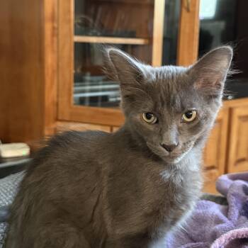 Rescue Domestic Short Hair Cats for Adoption in Anoka, Minnesota - Joey- The Purrfect Blend Of Playful Energy And Cuddly Comfort! | PetCurious