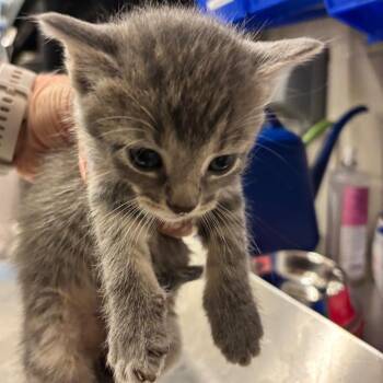 Gillington -  Domestic Short Hair Cat for Adoption in Council Bluffs, Iowa - Gillington | PetCurious