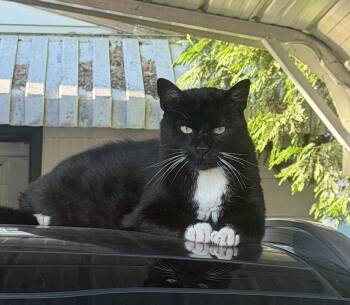 PEANUT #1978 - Offered by Owner - Inside Please? -  Tuxedo and Domestic Short Hair Cat for Adoption in Hillsboro, Oregon - PEANUT #1978 - Offered By Owner - Inside Please? | PetCurious