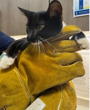SEA TURTLE -  Domestic Short Hair Cat for Adoption in Baytown, Texas - SEA TURTLE | PetCurious