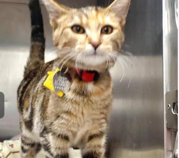 TAWNY -  Domestic Short Hair Cat for Adoption in St. Louis, Missouri - TAWNY | PetCurious