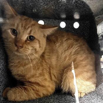 Slash -  Domestic Short Hair Cat for Adoption in Pauls Valley, Oklahoma - Slash | PetCurious
