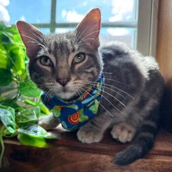 Cedar Bloom -  Tabby and Domestic Short Hair Cat for Adoption in Friendswood, Texas - Cedar Bloom | PetCurious