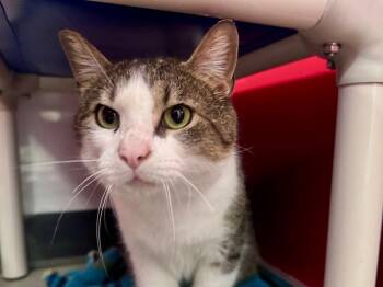 Tabby Cats Available for Adoption - Nev | PetCurious