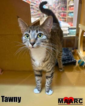 Domestic Short Hair Cats Available for Adoption in Maryville, Tennessee - Tawny | PetCurious