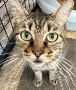 Rescue Domestic Short Hair Cats for Adoption in New Braunfels, Texas - Truffle | PetCurious