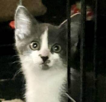Eden (bonded with Edgar) -  Domestic Short Hair Cat for Adoption in Vaughan, Ontario - Eden (bonded With Edgar) | PetCurious