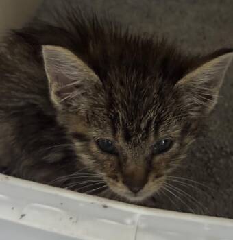 Tonka -  Domestic Short Hair Cat Available for Adoption in Saint Clairsville, Ohio - Tonka | PetCurious