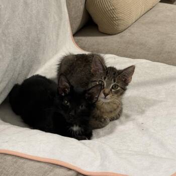 Jane -  Domestic Short Hair Cat for Adoption in Evanston, Illinois - Jane | PetCurious