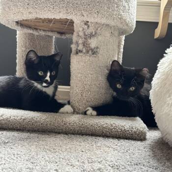 Moesby (Bonded to Felix) -  Domestic Long Hair Cat for Adoption in Marshall, Virginia - Moesby (Bonded To Felix) | PetCurious