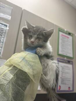 Domestic Short Hair Cats Available for Adoption in Las Vegas, Nevada - SAINT | PetCurious