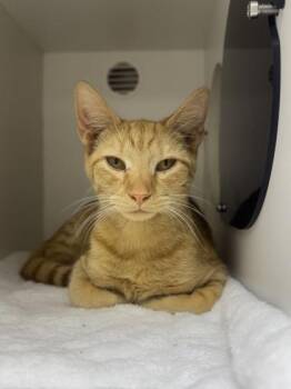 Chicken -  Domestic Short Hair Cat for Adoption in Phoenixville, Pennsylvania - Chicken | PetCurious
