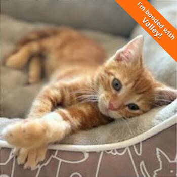 Domestic Short Hair Cats Available for Adoption in Pleasant Hill, California - A1045941 Vista | PetCurious