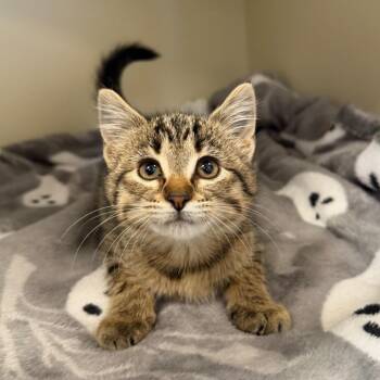 Miss Scarlett -  Domestic Short Hair Cat for Adoption in Cody, Wyoming - Miss Scarlett | PetCurious