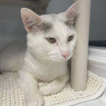 Rescue Domestic Short Hair Cats for Adoption in Woodbridge Township, New Jersey - Cosmo | PetCurious
