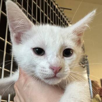 Tia -  Domestic Short Hair Cat for Adoption in Pekin, Illinois - Tia | PetCurious