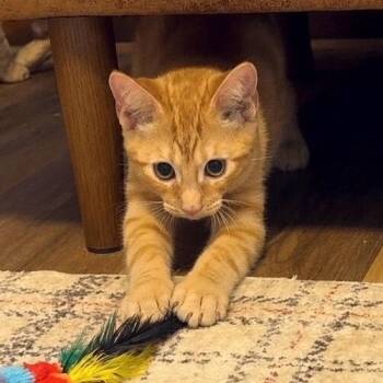 Delta Airlines -  Tabby and Domestic Short Hair Cat for Adoption in Friendswood, Texas - Delta Airlines | PetCurious