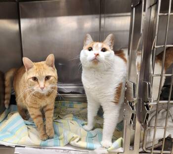 Ginny and Marie -  Domestic Short Hair Cat for Adoption in Clayton, New Jersey - Ginny And Marie | PetCurious