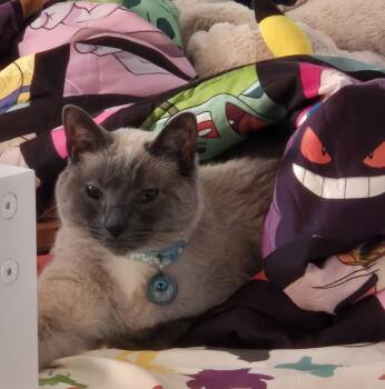 Seraphine -  Applehead Siamese Cat for Adoption in Plain City, Ohio - Seraphine | PetCurious