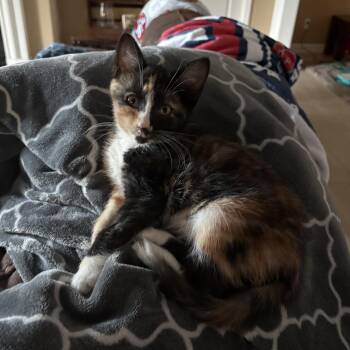 Brookie -  Tortoiseshell and Calico Cat for Adoption in Antioch, California - Brookie | PetCurious