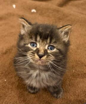 Domestic Long Hair Cats Available for Adoption in Urbandale, Iowa - Keaton | PetCurious