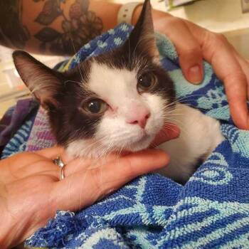 Miller -  Domestic Short Hair Cat for Adoption in Asheville, North Carolina - Miller | PetCurious