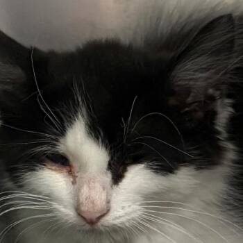 Techetium -  Domestic Short Hair Cat for Adoption in East Hanover, New Jersey - Techetium | PetCurious