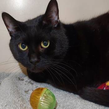 Otis -  Domestic Short Hair Cat for Adoption in Dayton, Ohio - Otis | PetCurious