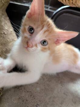 Moscato -  Domestic Short Hair Cat for Adoption in Ruskin, Florida - Moscato | PetCurious