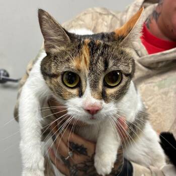 Cara -  Domestic Short Hair Cat for Adoption in Birmingham, Alabama - Cara | PetCurious