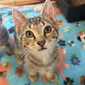 Leo -  Domestic Short Hair Cat for Adoption in Moorestown, New Jersey - Leo | PetCurious