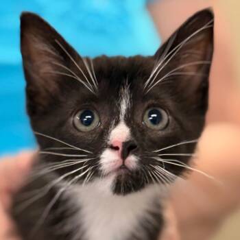 Kelcie -  Domestic Short Hair Cat for Adoption in Cumming, Georgia - Kelcie | PetCurious