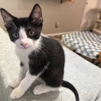 Levi -  Domestic Short Hair Cat for Adoption in Los Angeles, California - Levi | PetCurious