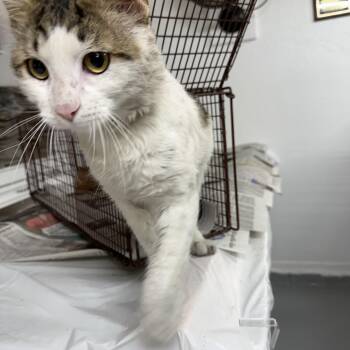 Pick Pocket -  Domestic Short Hair Cat for Adoption in Las Vegas, Nevada - Pick Pocket | PetCurious