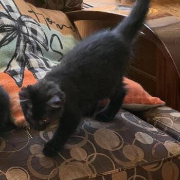 Twilight -  Domestic Short Hair Cat for Adoption in Ferndale, Washington - Twilight | PetCurious
